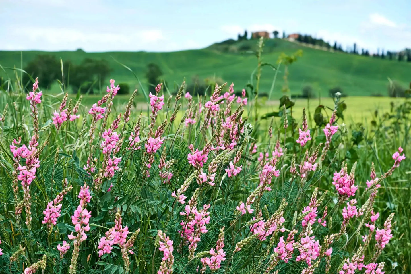 Champ de sainfoin en fleurs Kirghizistan source miel blanc monofloral
