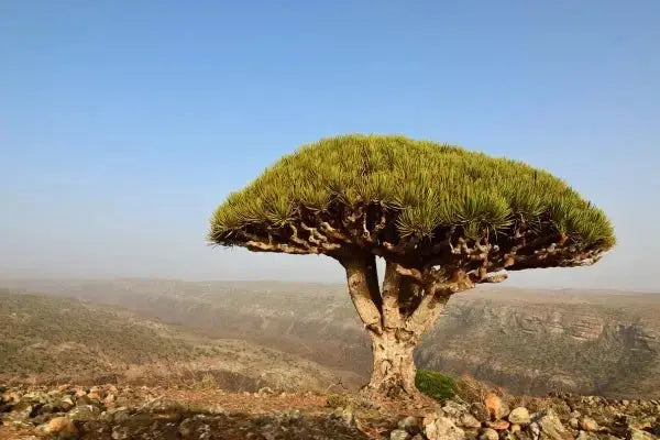 Vallees de l'Hadramout Yemen region d'origine miel de Sidr royal