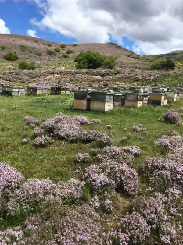 Champ de thym sauvage Nouvelle-Zelande origine miel Manuka artisanal