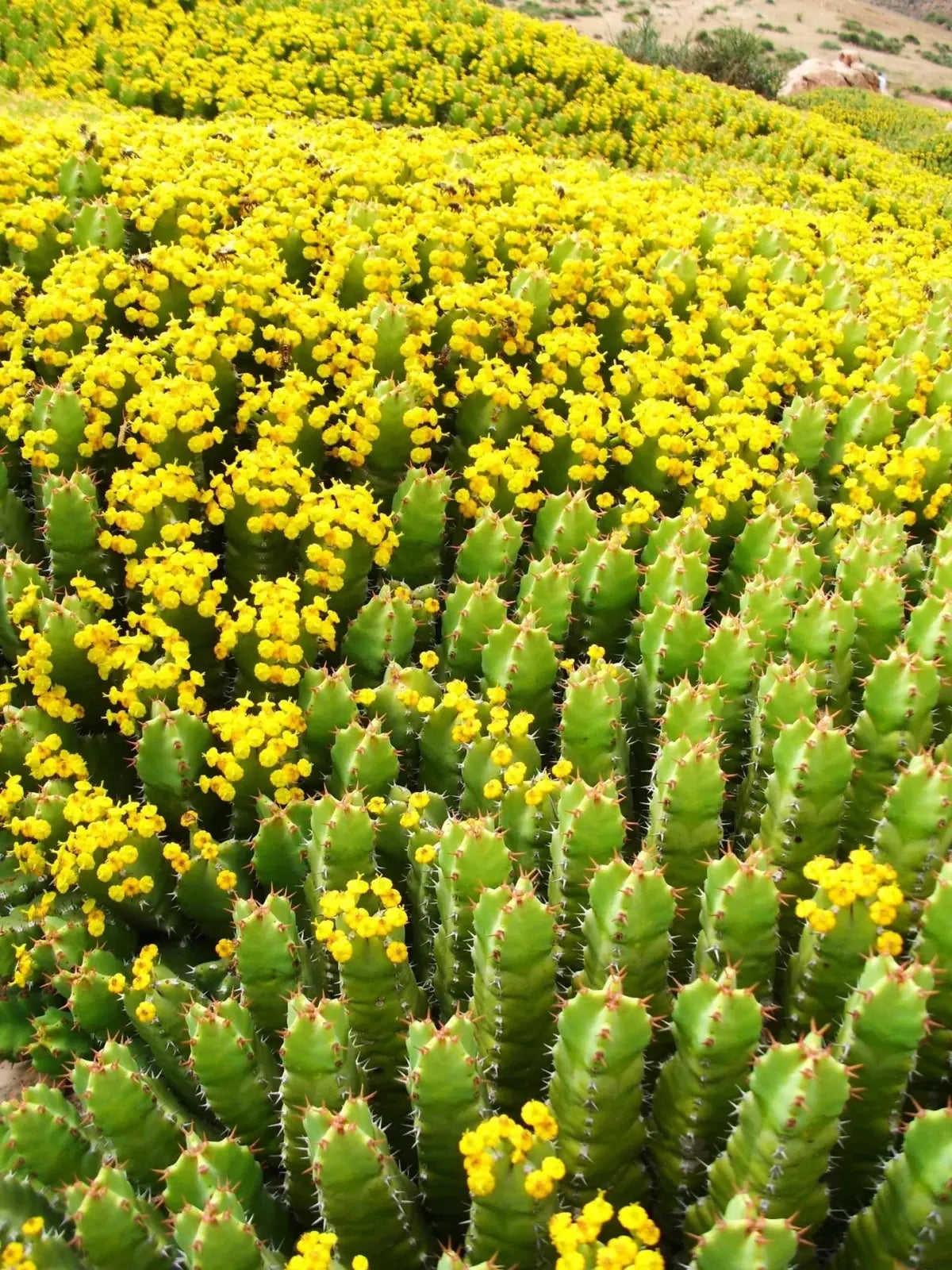 Euphorbe sauvage région Aït Baâmrane Maroc origine miel Daghmouss