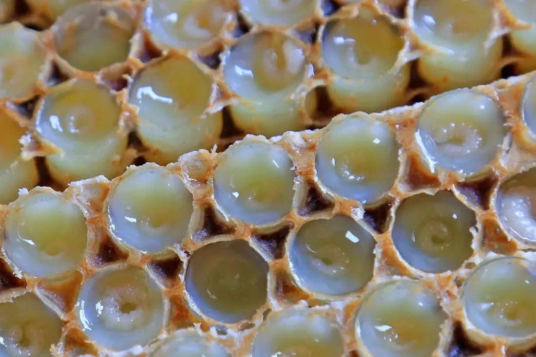 Gelée royale lyophilisée bienfaits énergie vitalité - Désir d'Orient