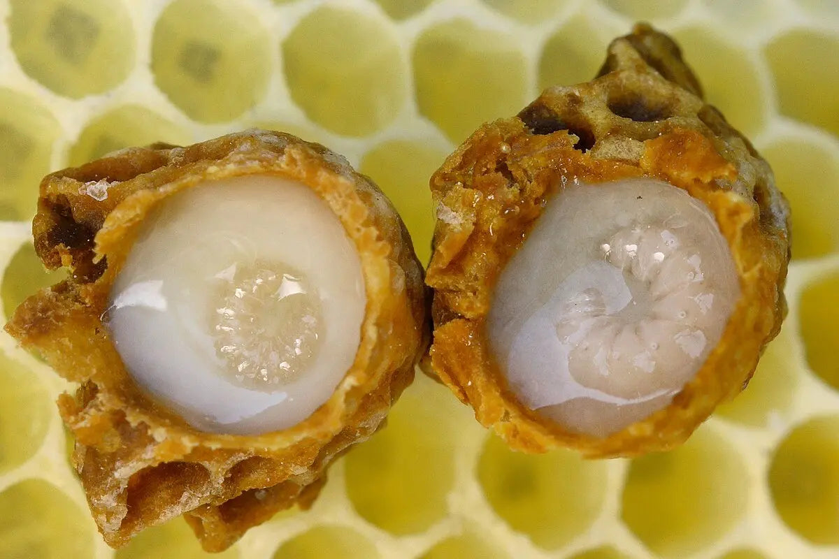 Gelée royale naturelle issue de la ruche - Désir d'Orient