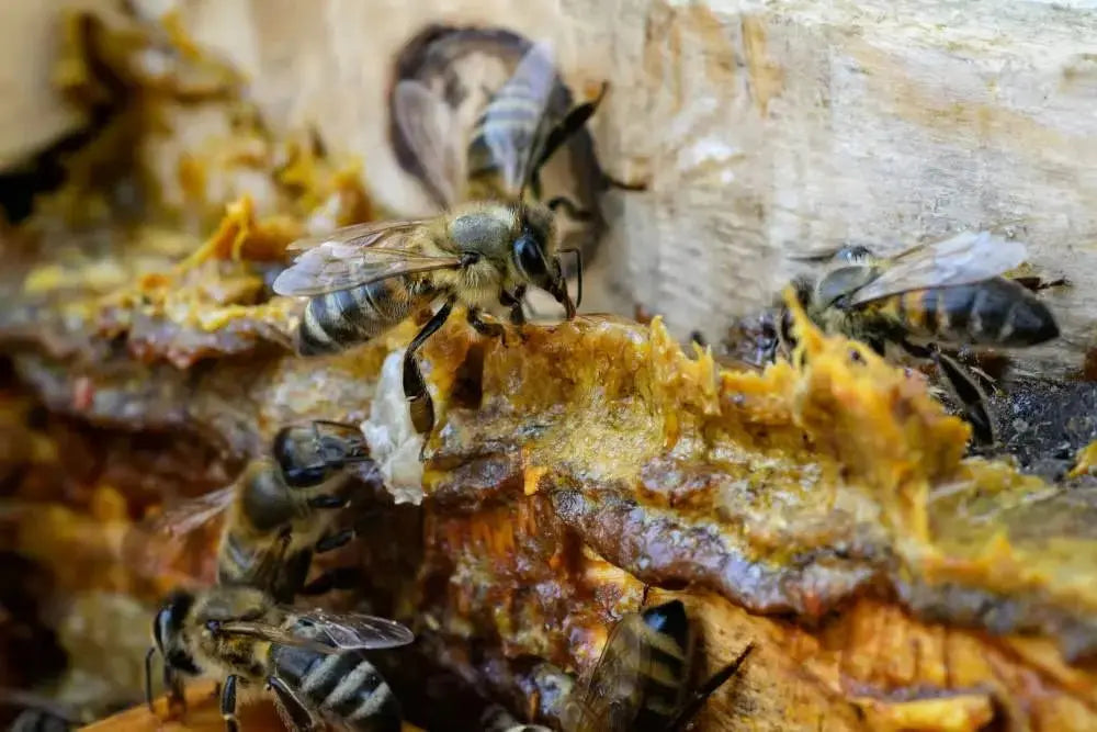 Résine de propolis brute naturelle issue de la ruche