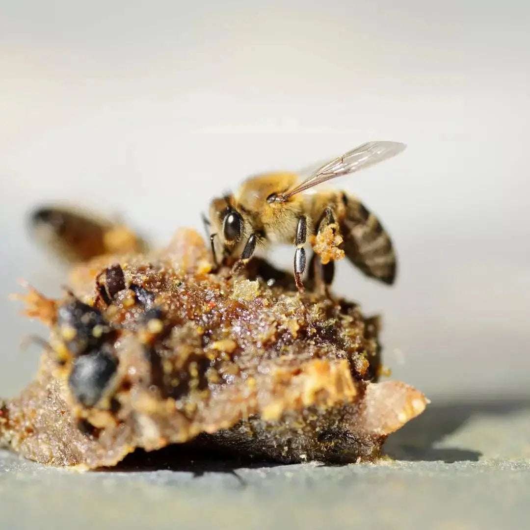 Propolis naturelle de la ruche - bienfaits et qualité - Désir d'Orient